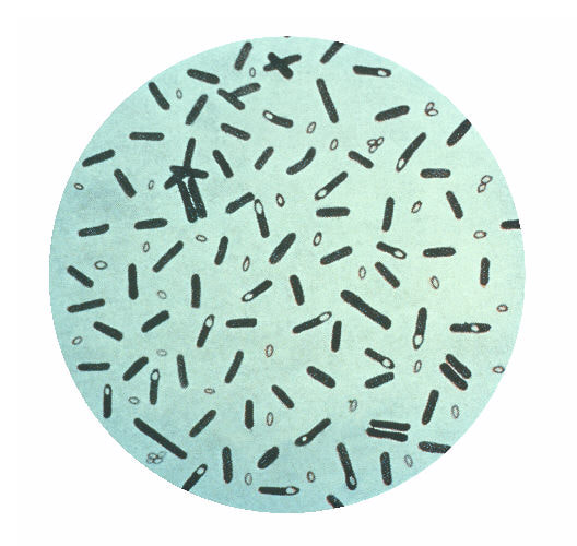 Microscope picture of small rod-shaped Clostridium botulinum bacteria